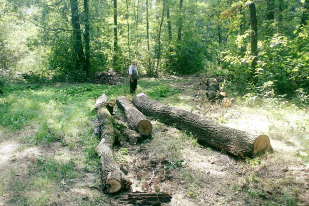 Було виявлено пні віковічних дубів, в кількості понад 20 штук.  | Фото: Віктор Пазухін