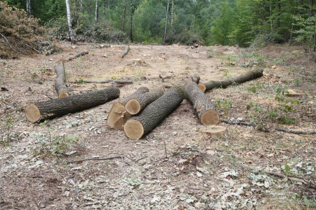 На Богородчанщині рубають дуби, які ще не досягли віку стиглості. | Фото: ВОЛЯ - Захід