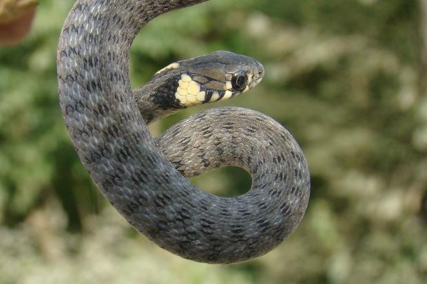 Варто пам&rsquo;ятати &ndash; чим вища температура повітря, тим важче перебігатиме отруєння після зміїного укусу | Фото: