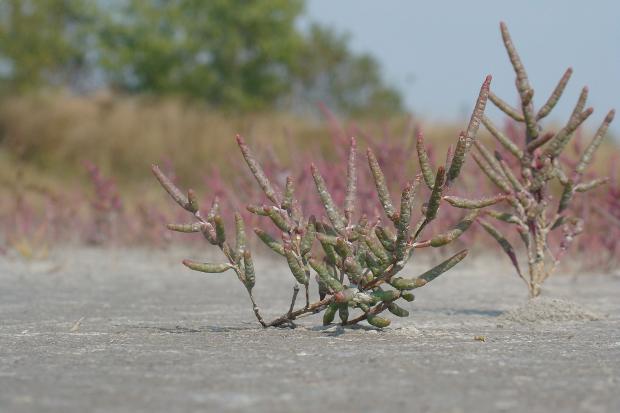 Ландшат Домбровсьокго кар'єру наповнений життям | Фото: Василь Фіцак