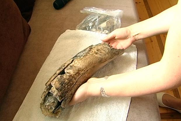 На Прикарпатті під час копання криниці знайшли рештки мамонта | Фото: ntktv.ua