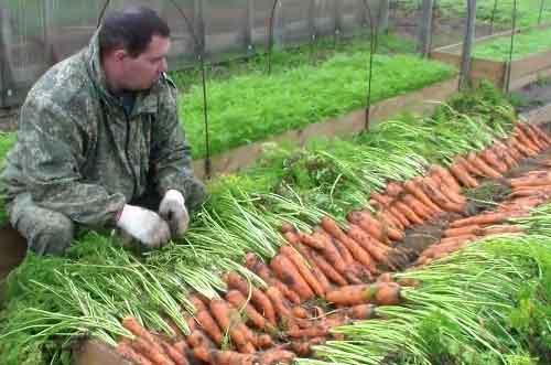Ілюстрація. Тут здавна культивують різні види і сорти сонячного овочу