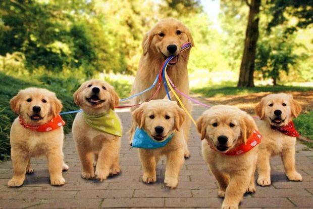 Ілюстрація. Про собак потрібно дбати всією громадою