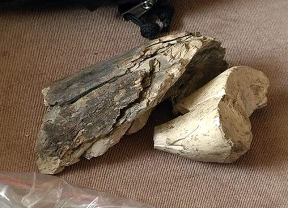 На Прикарпатті знайшли рештки мамонта