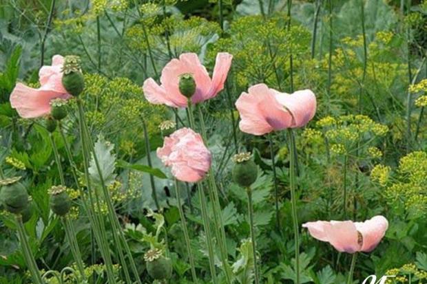 Мак додав клопоту господиці із Калущини