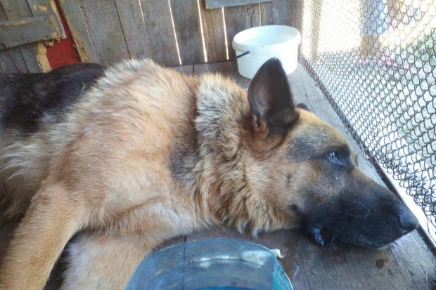 Завдяки лікуванню і щоденним процедурам Цезар став піднімати голову, їсти, пити, активно махати передніми лапами