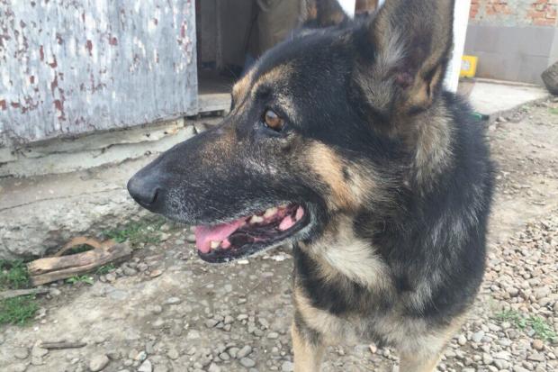 Рексові пощастило вижити, а три інші собаки загинули | Фото: Притулок для тварин | м.Калуш