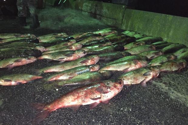Вилучено близько кілометра професійних сіток, 247 товстолобів і одного ляща загальною вагою близько 250 кг