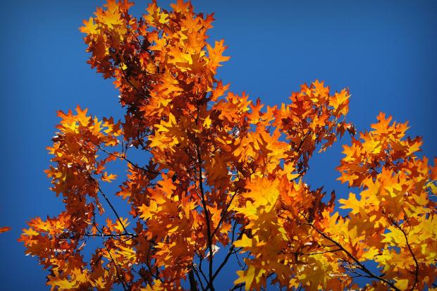 "Теплі" фото осені в Калуші.  | Фото: Юрій Ліуш