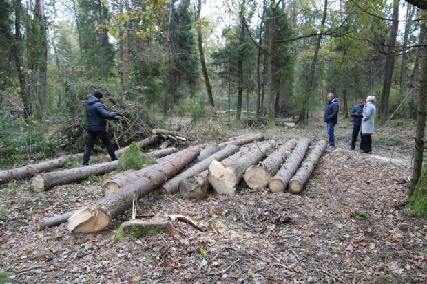 На території цих сіл Надвірнянський спеціалізований агролісгосп проводить рубки лісу в великих масштабах