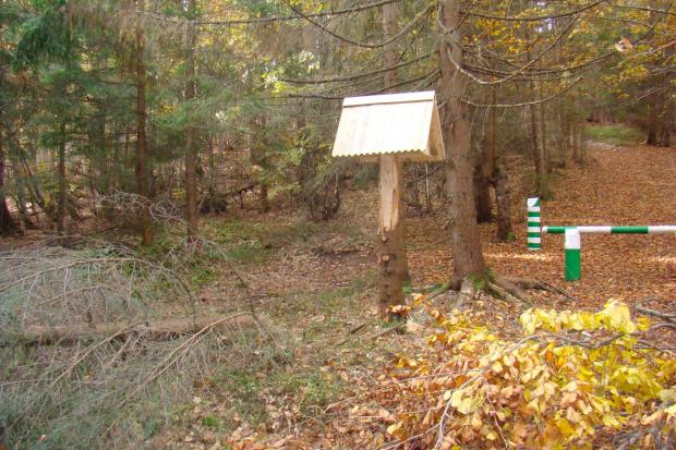 На місці цього екологічного злочину навіть не прибрали зрізану верхівку | Фото: Vasyl Fitsak