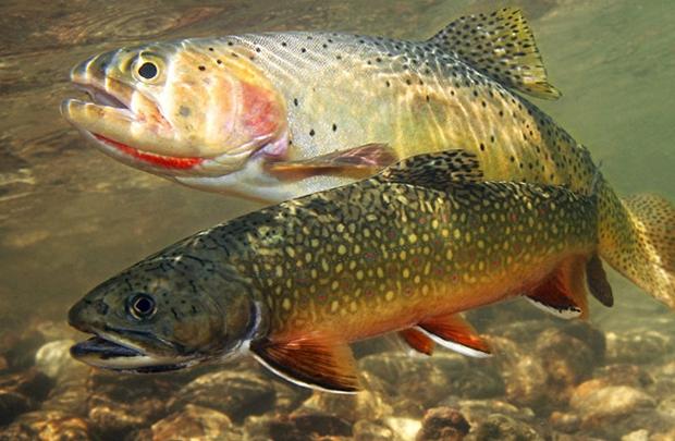 Ілюстрація. Заборона на вилов форелі діє з 31 жовтня по 30 грудня 2016 року