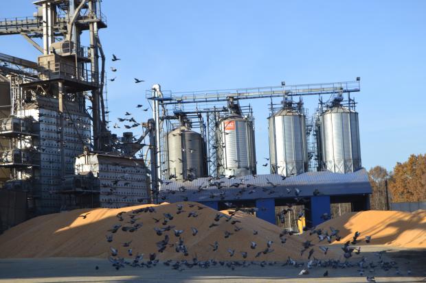 Наразі триває збір урожаю кукурудзи на зерно