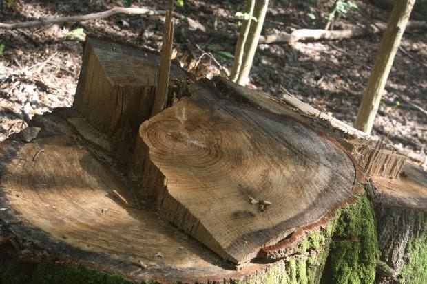 Ілюстрація. Вирубування 27 дубів оцінили в 160 тис. гривень