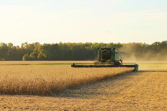 Зловмисники молотили та викрали посів урожаю сої площею 45