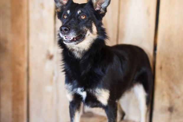 Благодійна організація "Дім Сірка" запрошує калушан стати друзями для тварин | Фото: Дім Сірка м. Калуш