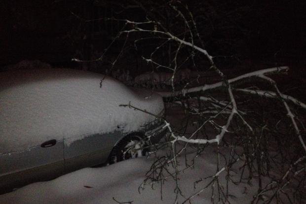 Дерево могло розтрощити автівку