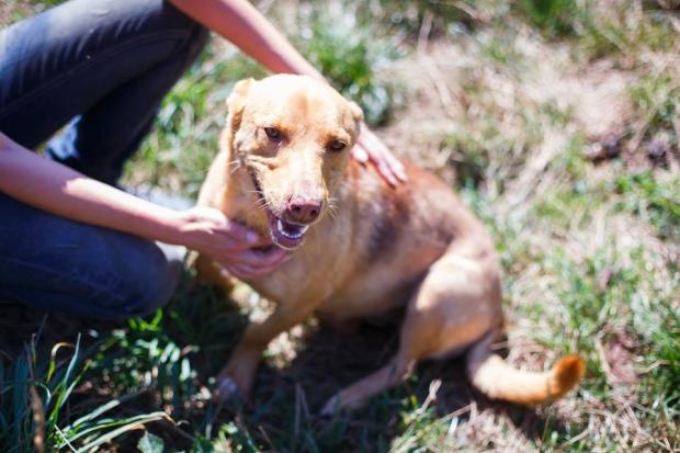 Собакам потрібні люблячі господарі | Фото: Дім Сірка м. Калуш