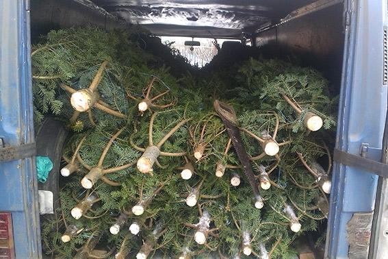 Чоловік  переконував поліцію, що придбав ялинки в одному з гірських сіл, а згодом планував перепродувати їх в іншому рег