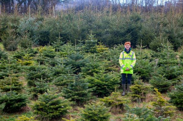 Минулого року Раян продав 100 дерев, заробивши &pound;2000. | Фото: life.pravda.com.uа