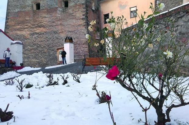 У замку Паланок зацвіли троянди | Фото: mukachevo.net