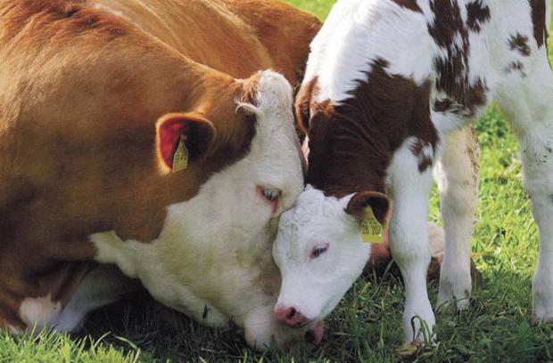 В області закупили 245 голів ВРХ для подальшого відтворення племінного стада
