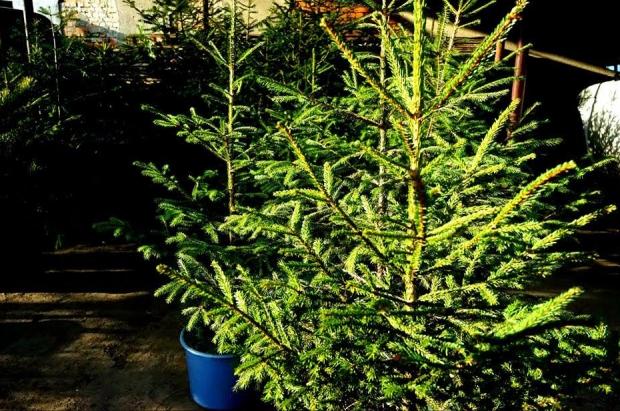 &laquo;Ялинка в оренду&raquo; &mdash; таку ідею до свята запропонували місцеві лісівники.

 | Фото: Мukachevo.net