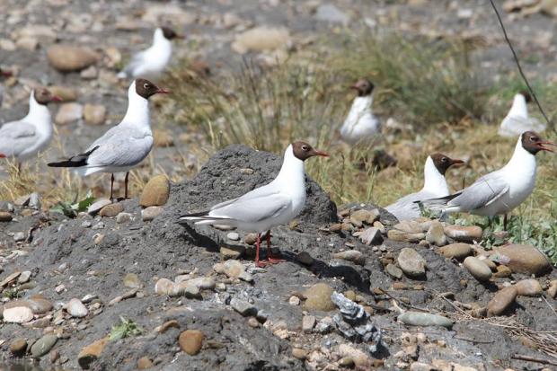 Острів, який утворився на Домбровському кар&rsquo;єрі, є ідеальним місцем для гніздування птахів | Фото: Романа Івасенка