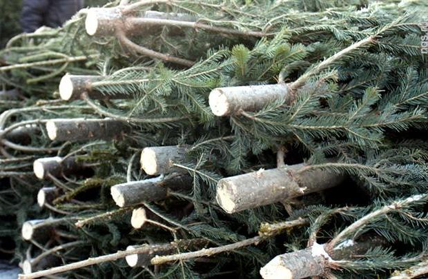 Реалізацію новорічних дерев (порода смерека) проводять на ялинковому базарі за цінами: довжиною до 2 м &mdash; 45 грн., 