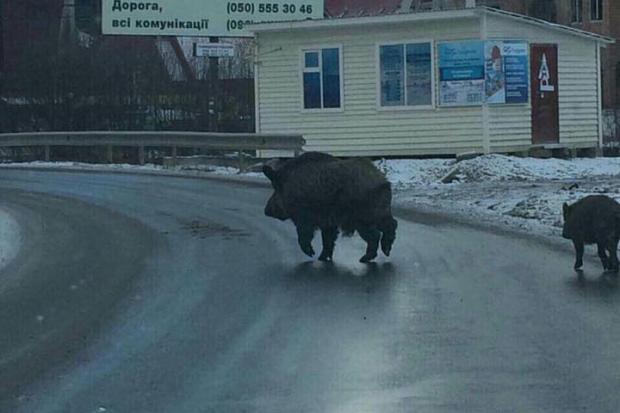 У Поляниці дорогою спокійно бігають дикі кабани. | Фото: Василь Кручак