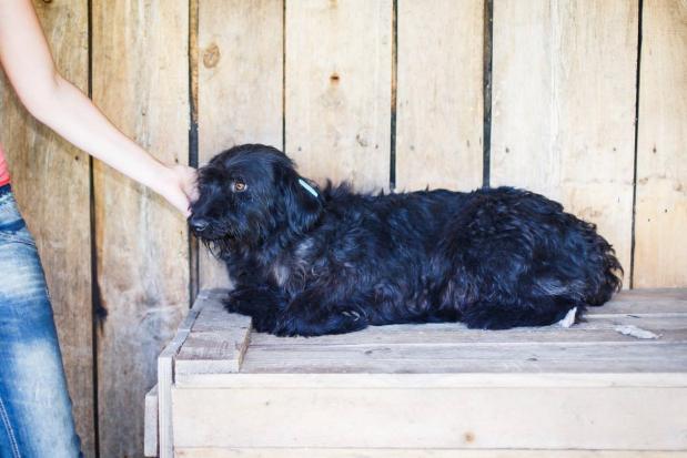 Благодійна організація "Дім Сірка" запрошує калушан стати друзями для тварин.  | Фото: Дім Сірка м. Калуш