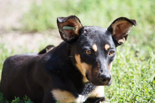 Волонтери калуського "Дому Сірка" продовжують шукати люблячих господарів для своїх підопічних. | Фото: Дім Сір