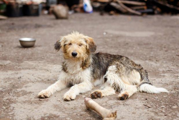 Волонтери &ldquo;Дому Сірка&rdquo; шукають господарів для сестричок Беррі і Шеррі. | Фото: Дім Сірка м. Калуш