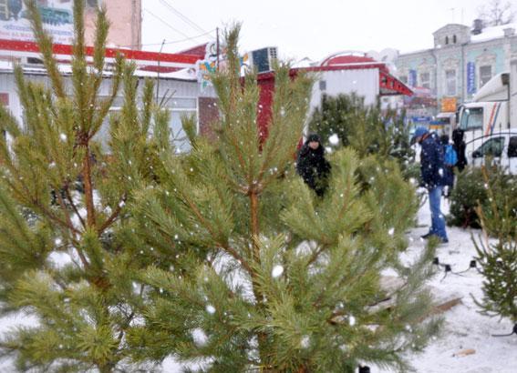 Ілюстрація. Екологічна інспекція провела рейд на ялинковому базарі
 | Фото: kolo.news