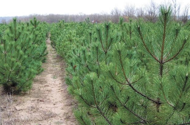 Ілюстрація. Додаток пропонує придбати ялинку одним кліком мишки