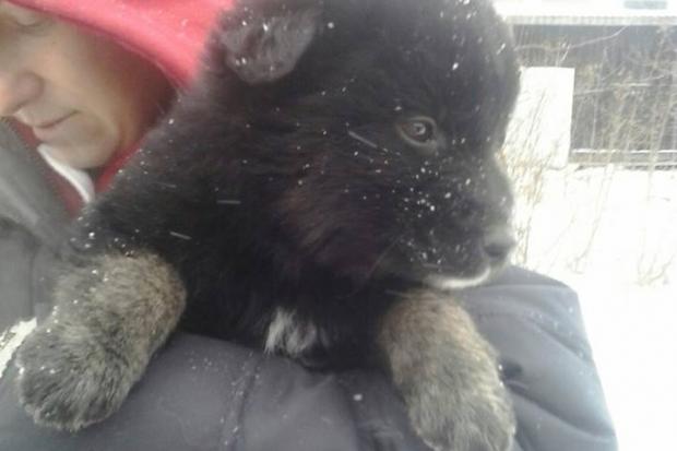 На вулиці бездушні люди викинули трьох цуценят