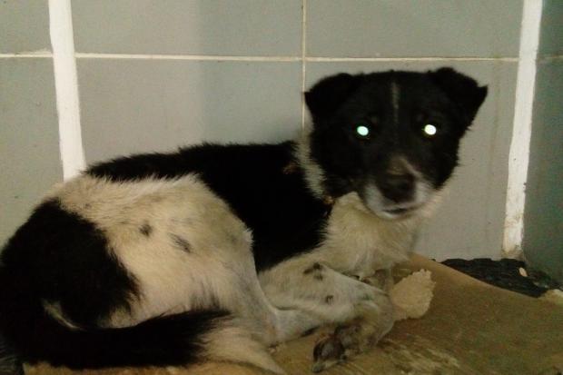 "Чуб" знайшов новий дім