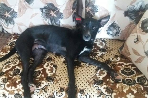 Красуня чекає на нових господарів