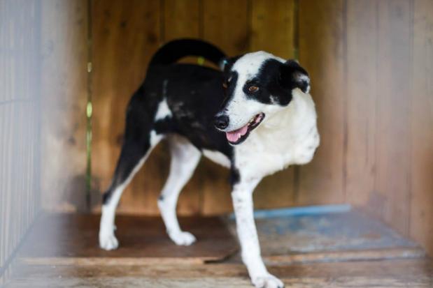 "Ластьона" стане для Вас вірним другом