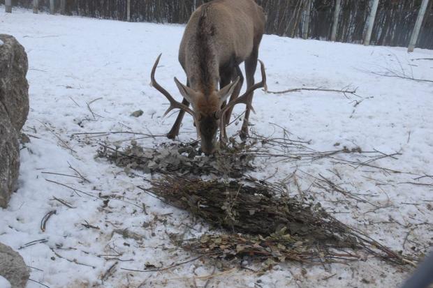 Співробітники Центру взялися за відновлення популяції оленів | Фото: Eco-Halych
