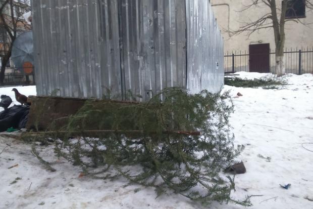 Калушани викидають ялинки біля смітників і будь-де | Фото: Калуш Урбаністичний/vk.com
