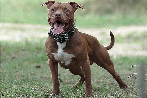 Ілюстрація. Домашні улюбленці також можуть прроявляти агресію