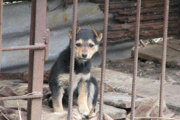 Київські чиновники не дають "добро" на виділення землі під новий притулок "Дому Сірка" 
