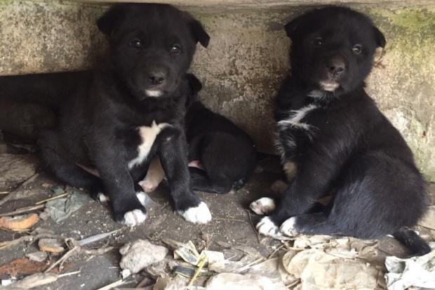 Цуценята поки що живуть на вулиці | Фото: Притулок для тварин 