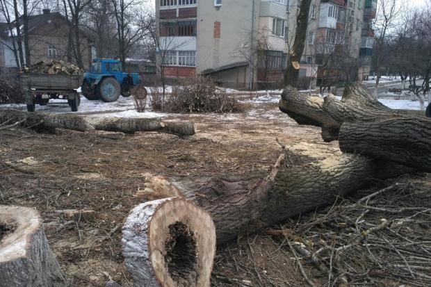 Старі дерева в районі вулиці Рубчака зрізали