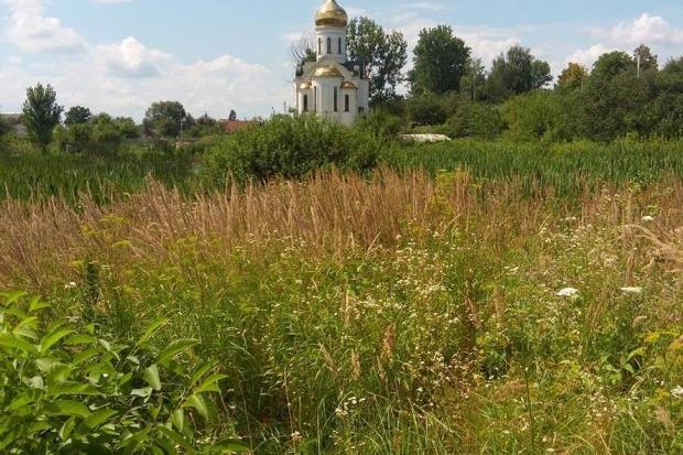 Влітку озеро заростає травою та комишем
