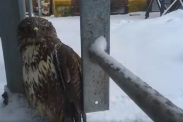 Яструб потребував допомоги, бо не міг сам злетіти, а крила були вкриті льодом | Фото: Скрін з відео