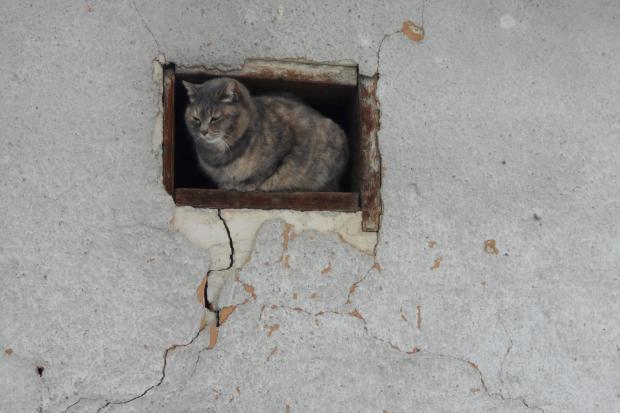 Вчені запропонували використовувати кішок в якості домашнього термометра