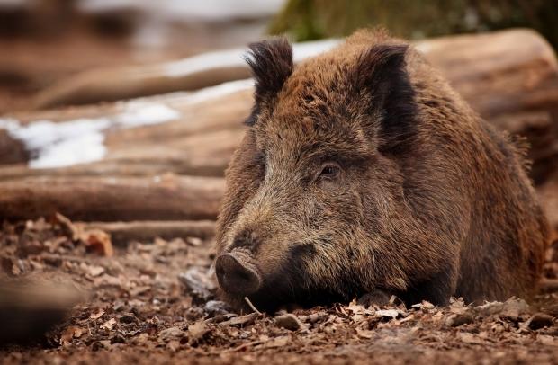 Ілюстрація. У Рибному проведено умертвління та спалення трупів диких свиней