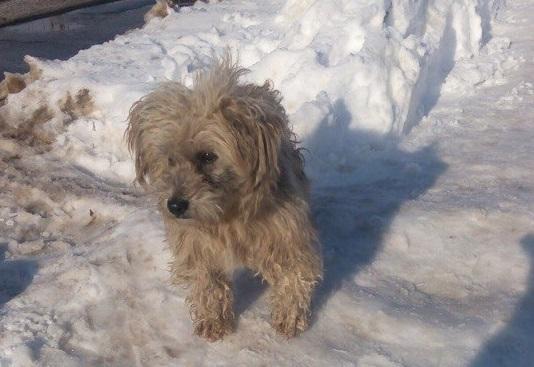 Собака все ще чекає на свого господаря | Фото: Дім Сірка м. Калуш